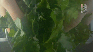 【面皮】1.鍋中水開時，放挑揀好的艾草和一撮小蘇打，第一遍煮開后倒掉，重新加水大火煮開后，小火煮1小時。煮爛的艾草用紗布瀝干。
